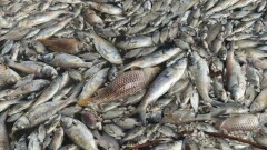 На реке Урал выловили пять тонн мёртвой рыбы