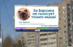 Кот Барсик претендует на пост мэра Барнаула
