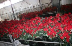Бозумбаев пригласил журналистов в суровый Экибастуз посмотреть на розы