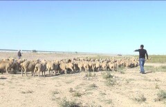 В Жамбылской области чабан нашёл больной бруцеллёзом скот на рынке