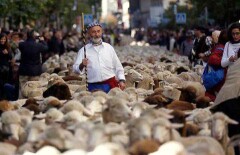 Две тысячи баранов вышли на митинг в Мадриде