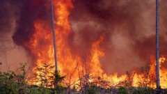 Жер шарын жайлаған орман өрті ойландырады