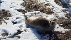 В степи Мангистауской области нашли ещё одного тюленя
