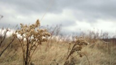 Синоптики объявили штормовое предупреждение в четырёх областях Казахстана