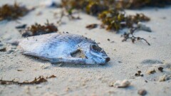 Превышение концентрации железа обнаружили в пробах воды Шардаринского водохранилища