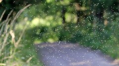 Жителей сразу трёх районов ЮКО атаковали мошки