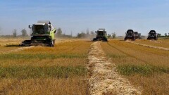 В Казахстане планируют собрать 18,5 млн тонн зерна – меньше, чем в прошлом засушливом году
