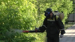 Павлодарцев атакует гнус, на борьбу с которым выделили 2 млн долларов