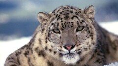  Снежный барс перестал считаться исчезающим видом