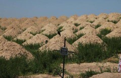 В Алматы негде хоронить, нужно строить новые кладбища