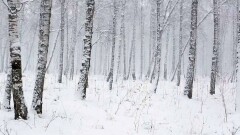 Прогноз погоды на 20 февраля: на всей территории страны сохранятся осадки