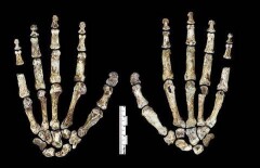 Homo naledi представили сегодня в Назарбаев Университете