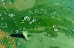Экологи Атырау пока не могут найти причину окрашивания реки Урал в зелёный цвет