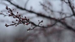 Прогноз погоды на 16 марта: на большей части страны ожидаются осадки