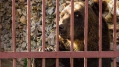 Волонтёры собрали еду для животных застрявшего в Караганде российского цирка. Уехать поможет акимат