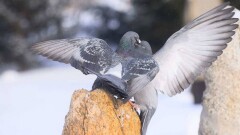 Супер кептер самғайды