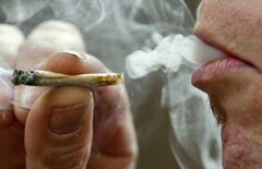 В Германии легализуют коноплю до конца года