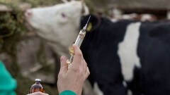 МСХ: Россельхознадзор навязывает Казахстану вакцины от оспы овец