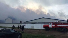 При пожаре в свинокомплексе СКО сгорели 28 свиноматок и 95 поросят