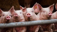 Казахстан прекратит обмен продукцией с Россией из-за свиной чумы