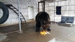 В Семее медведей накормили тортами