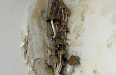 Жители элитных комплексов Астаны могут собирать грибы прямо в парковках