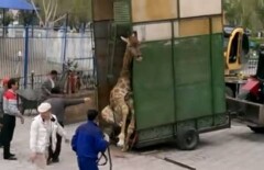 Актюбинцы в шоке от видео транспортировки жирафа