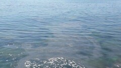 Серо-бурый слив в Каспийское море заметили отдыхающие на пляже в Актау
