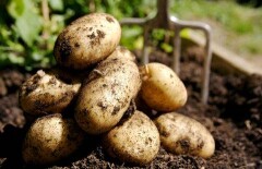 Минсельхоз Казахстана снял запрет на ввоз кыргызского картофеля 