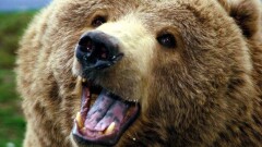 Дикого медведя держали на рынке в Туркестанской области. Полицейские передали его в зоопарк