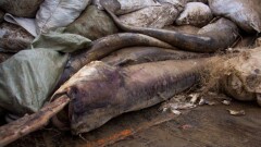 Атыраудағы жаппай қырылған балықтың хлордан уланғаны анықталды. Жаңалықтарға шолу
