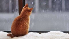 Снег и усиление ветра ожидаются 10 февраля
