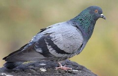 Голубь из Актау выучил правила дорожного движения 