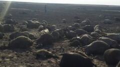 Пастух и полторы тысячи овец сгорели в Костанайской области