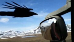 Ворон в Казахстане преследовал грузовик, пока водитель не поделился с ним пирожком