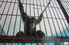 В алматинский зоопарк из Италии переехала обезьяна Лола