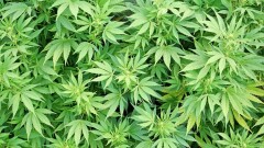 Промышленное производство конопли предложила развивать Дарига Назарбаева