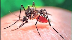 Первый случай местного заражения вирусом Зика выявили в Малайзии