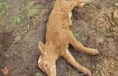 Причину массовой гибели скота до сих пор не могут выяснить в Актюбинской области