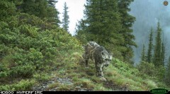 Снежный барс попал в фотоловушку в Алматы