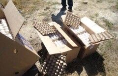 Тысячу казахстанских яиц сгноили в яме сотрудники Россельхознадзора