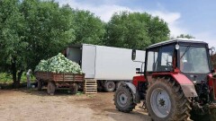 Туркестанскую капусту начали экспортировать в Беларусь