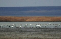 Главного бухгалтера Наурзумского заповедника осудили на шесть лет