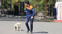 "Санитары" города: почему служба по отлову бродячих животных стала опасной для жизни