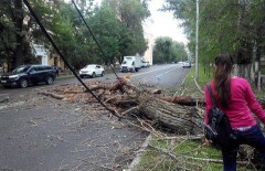 В Алматы на машину упало дерево и напугало беременную жену водителя
