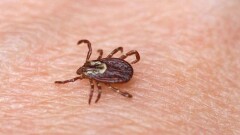 Четверо жителей Кызылординской области попали в больницу с подозрением на ККГЛ