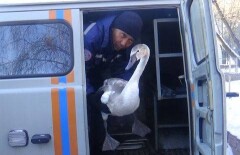 Спасатели в СКО вытащили из ледяного плена стаю лебедей