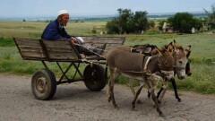 Ослы в Азии вновь стали необходимы и востребованы