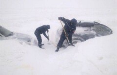 Предложение о наказании водителей за выезд на трассу в непогоду поддержал аким Костанайской области