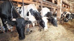 Потенциал мясного животноводства в Казахстане оценили в 2,6 млрд долларов